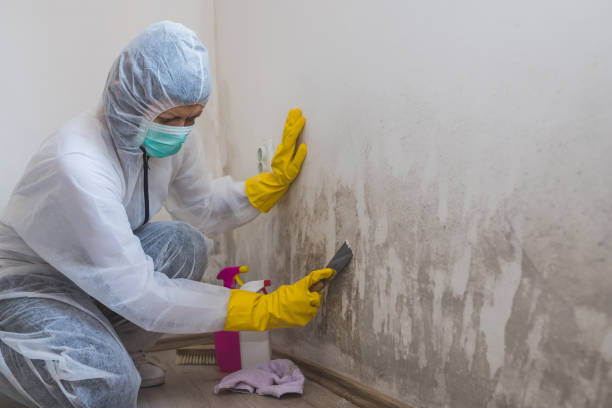 Best Toxic Mold Removal  in Sarand, AL
