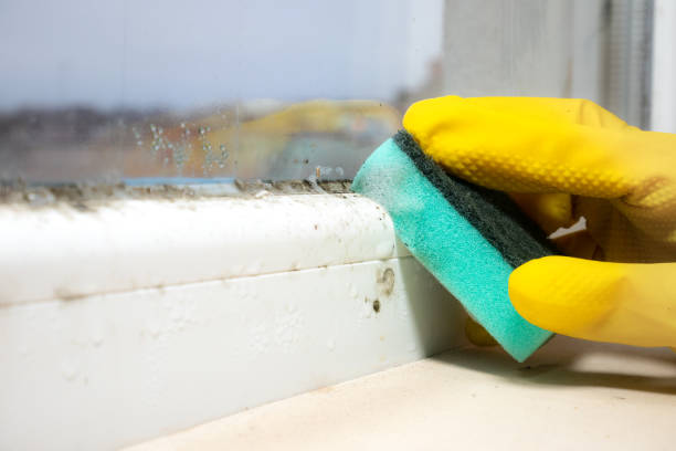 Best Mold Damage Repair  in Sarand, AL