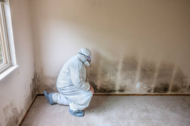 Best Commercial Mold Removal  in Sarand, AL